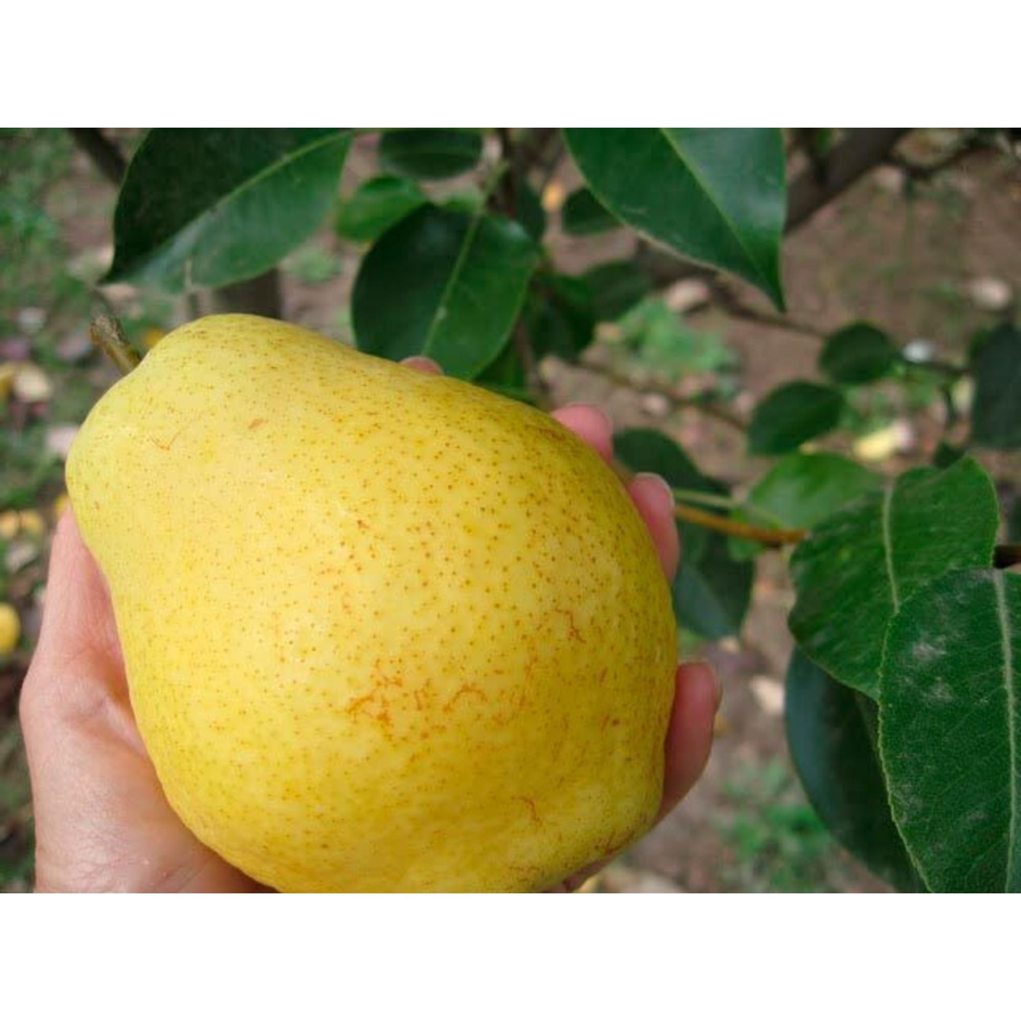 82601708 Груша обыкновенная «Киффер» 3-5 л высота 100-180 см Santreyd 