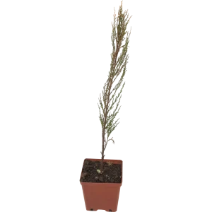 Можжевельник скальный «Скай Рокет» 15x30 см 82597168 STLM-2060477
