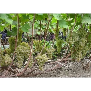 Виноград плодовый Платовский ø19 h35 см