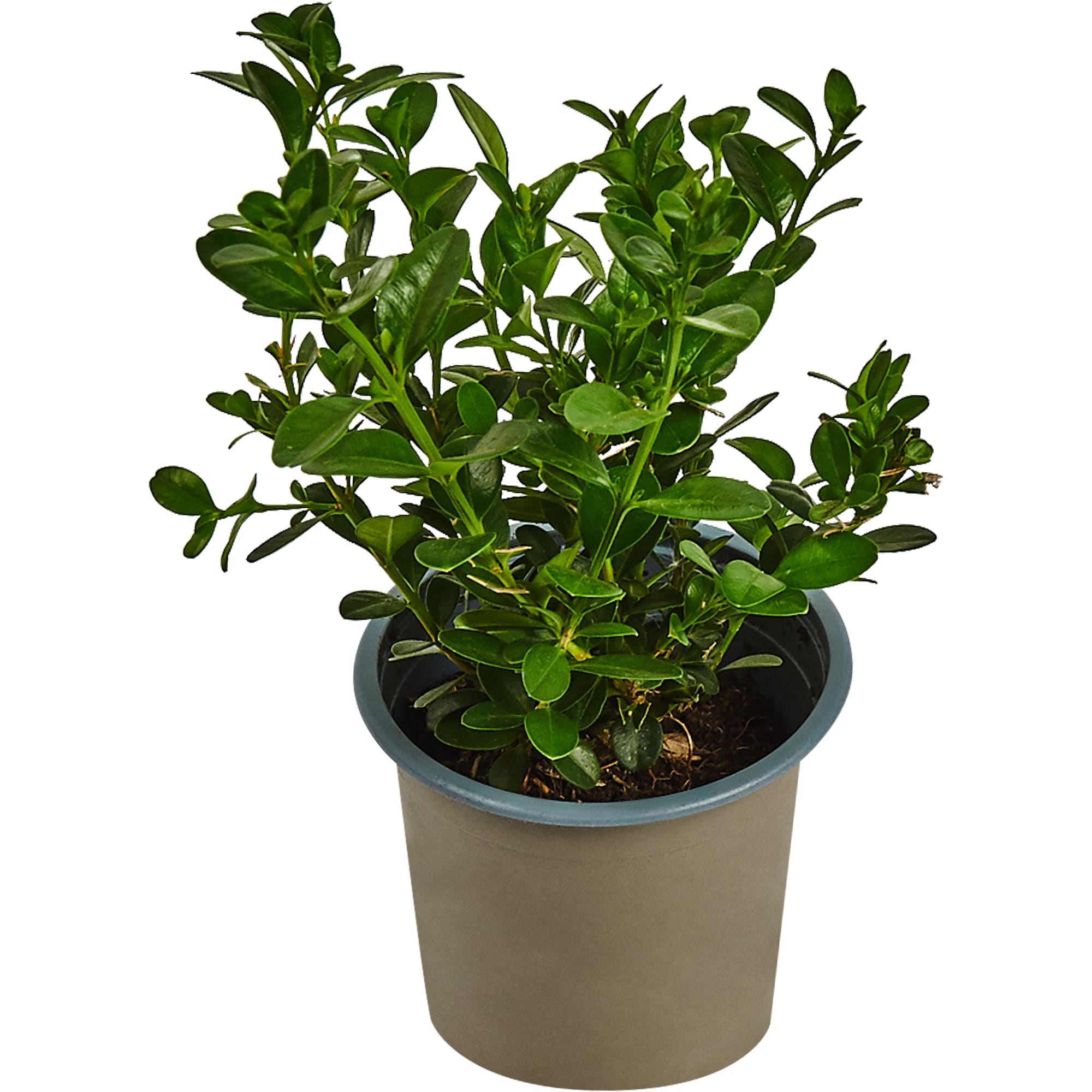 82635552 Буксус (самшит) 9x20 см Santreyd 