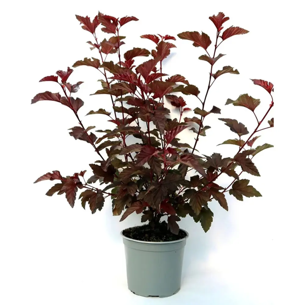 Пузыреплодник калинолистный Ред Барон ø19 h60 - 80 см 89465381 STLM-2028113 PLANTMARKET  - Вид №1