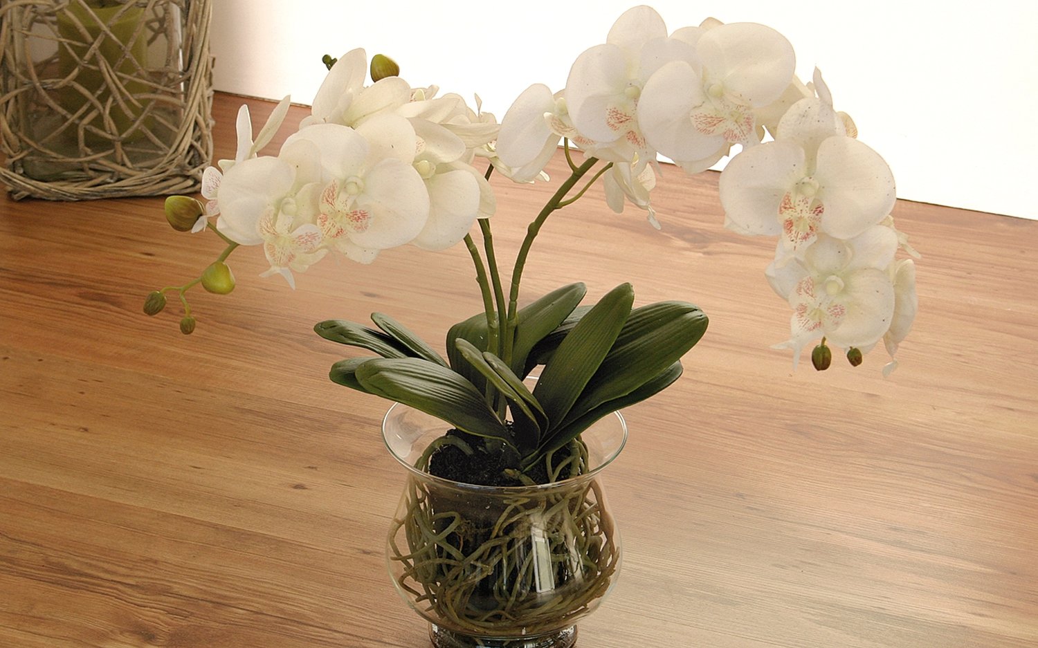 2587 778 a3 Пластиковая орхидея Phalaenopsis в стеклянном горшке, 58 см, real touch, бежево-белая H-andreas 