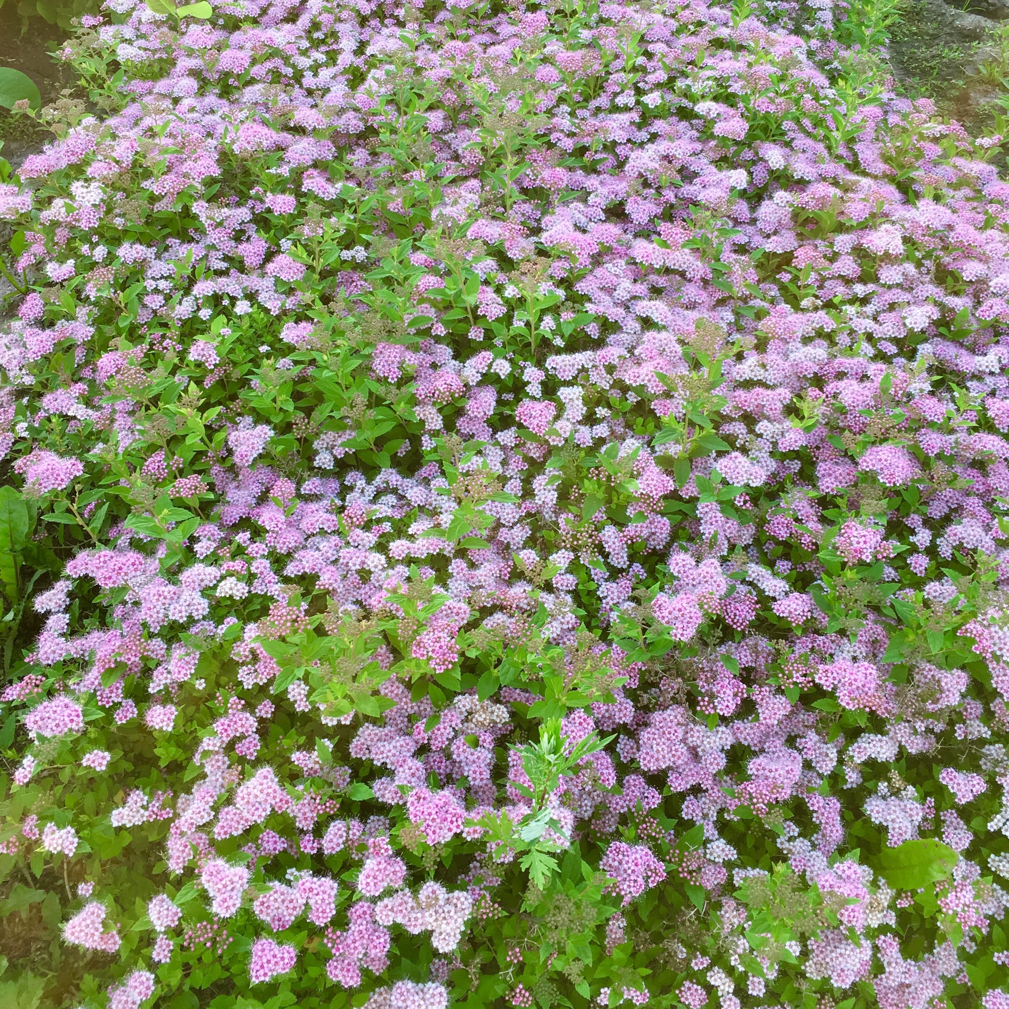 82237758 Спирея японская «Литл Принцесс» С1 20 см Santreyd 