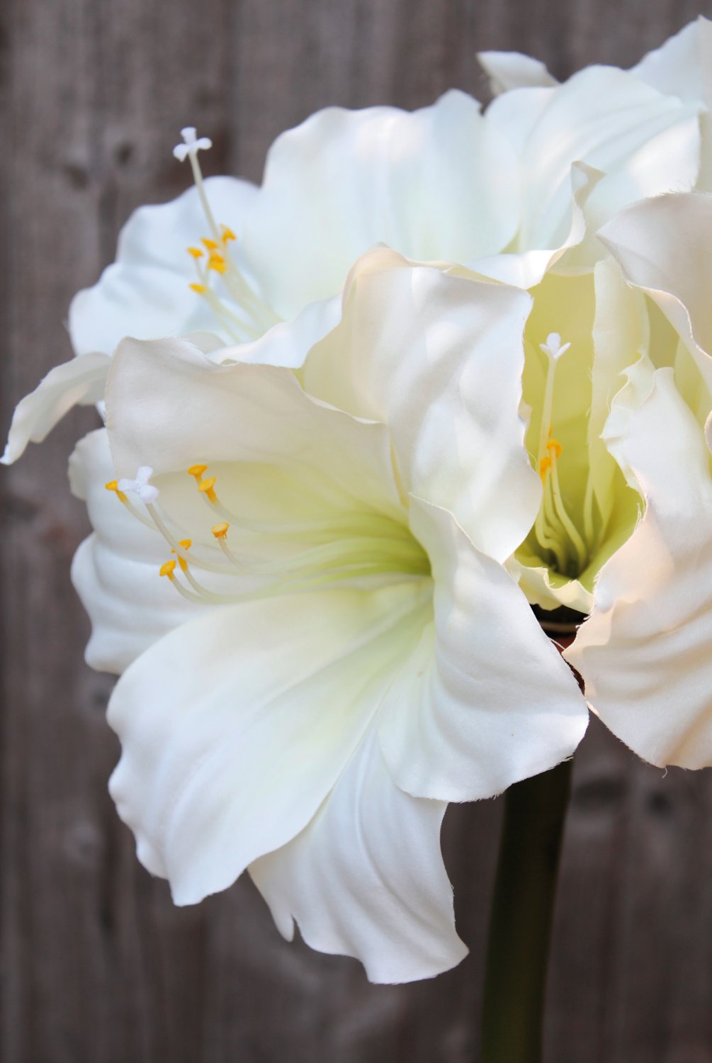 2445 777 a3 Амариллис шелковый, 71 см, белый H-andreas  - Вид №6