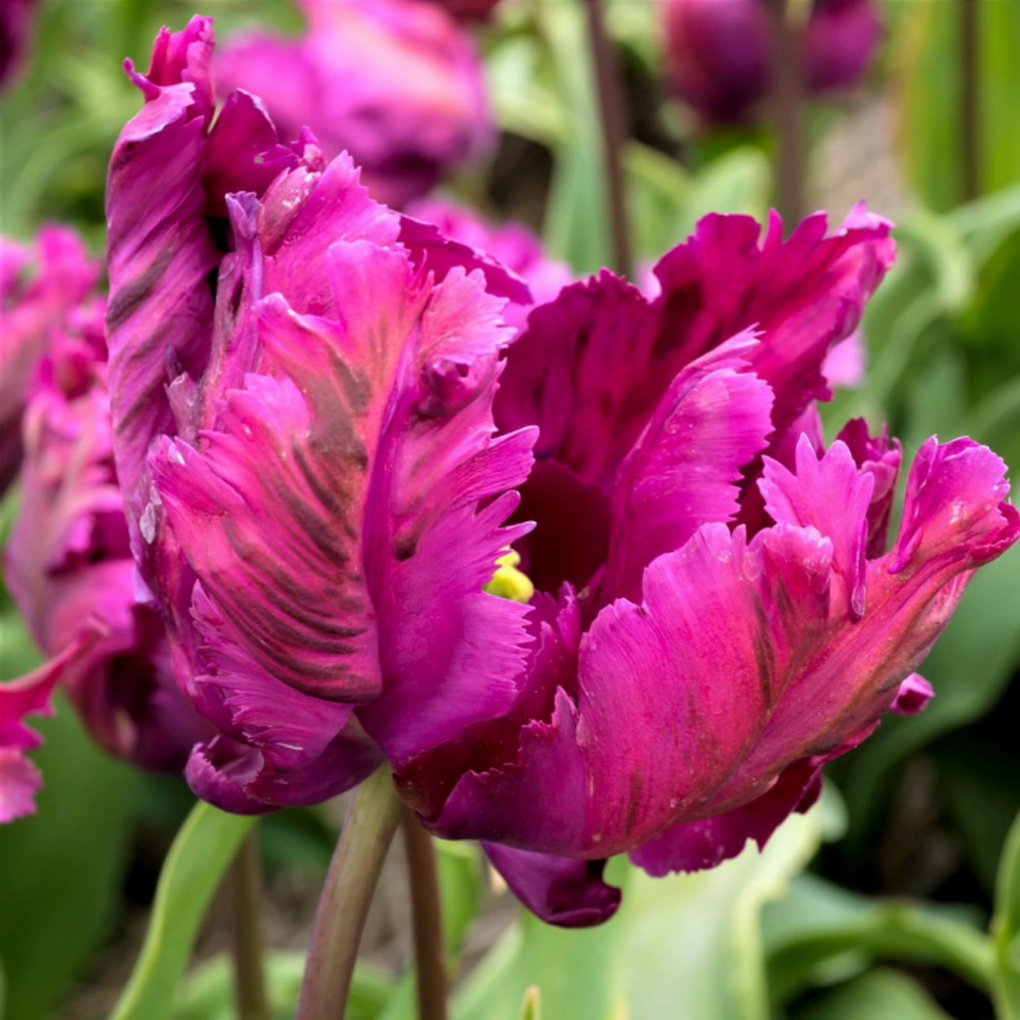 89078530 Тюльпан попугайный Негритта Пэррот луковица 11/12, 10 шт Santreyd 