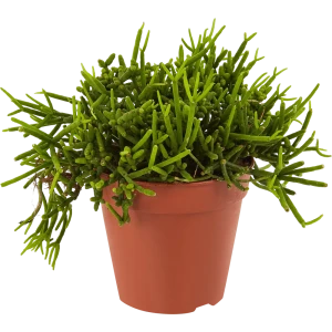 Рипсалис микс ø12 h25 см Росток 84587381 STLM-2075294