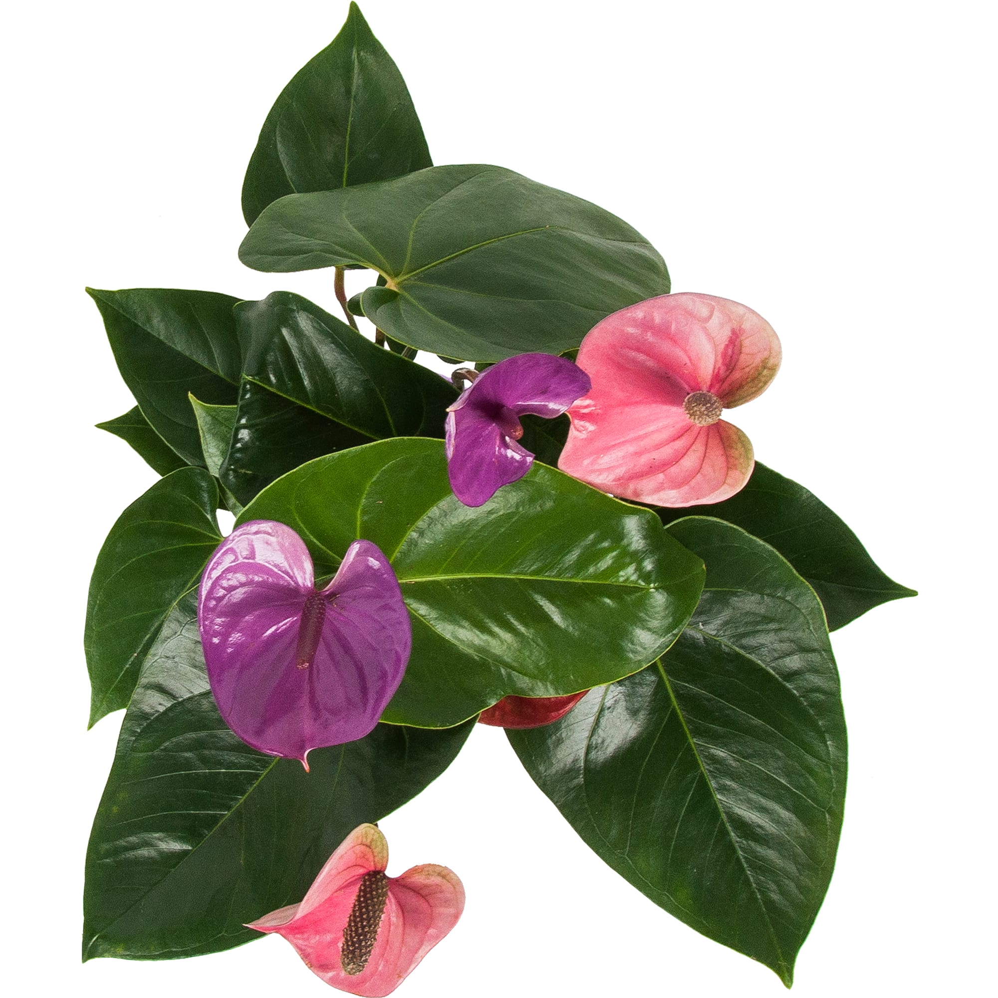 82850408 Антуриум "Кавалли Перпл" 14х50 см Santreyd  - Вид №1