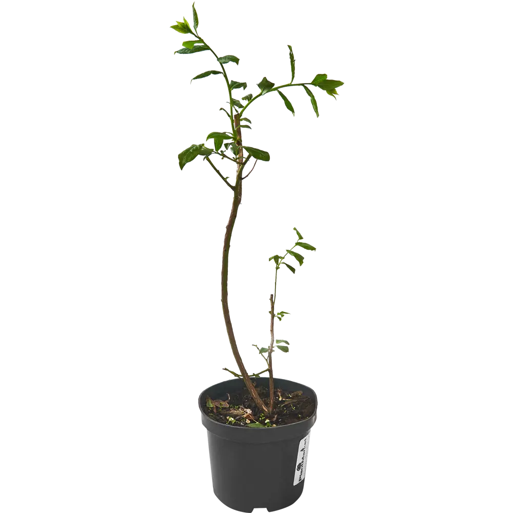 Голубика Эллиот ø15 h15 см 84834896 STLM-2102561 PLANTMARKET  - Вид №1