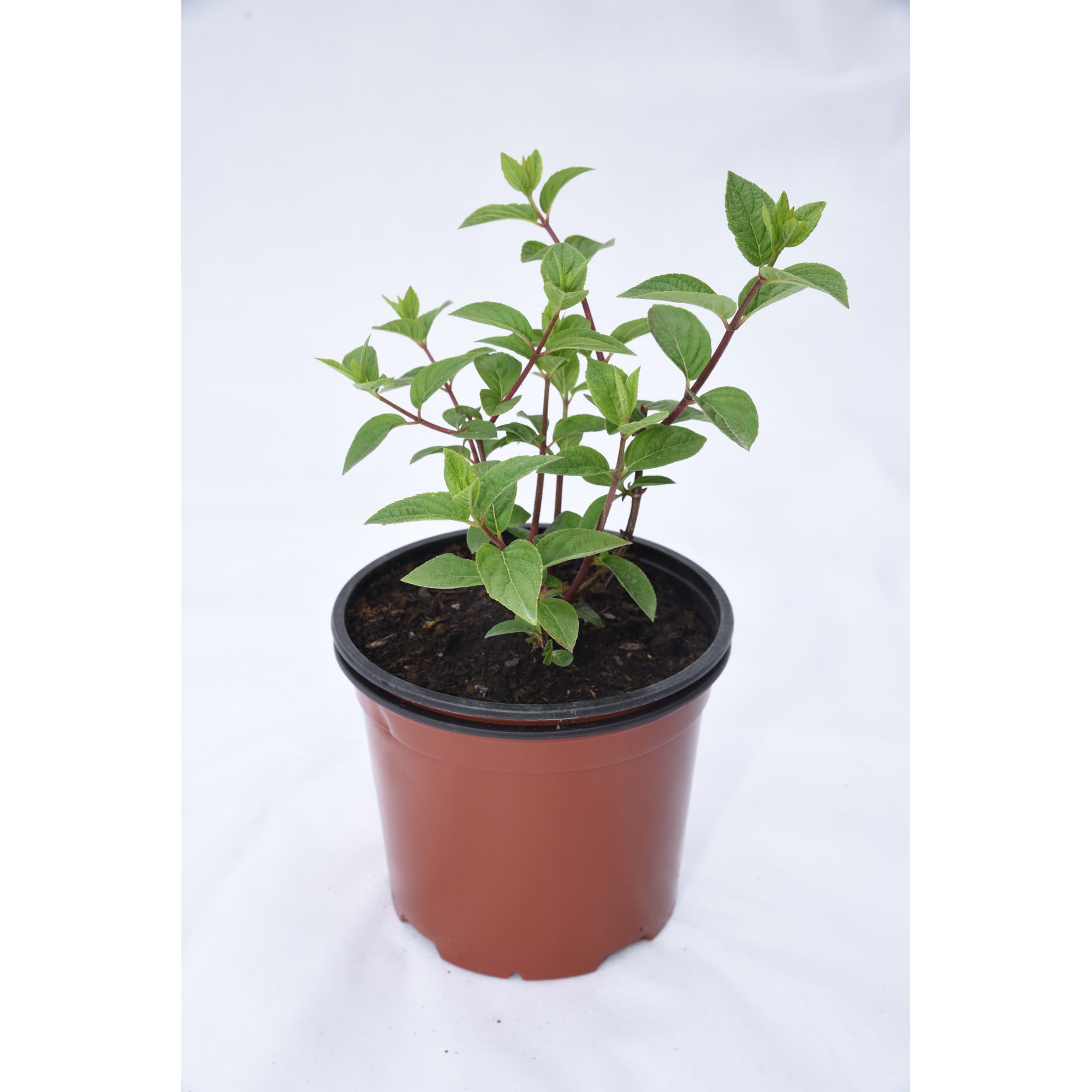 18016174 Гортензия Фантом метельчатая, цвет белый/розовый Santreyd 