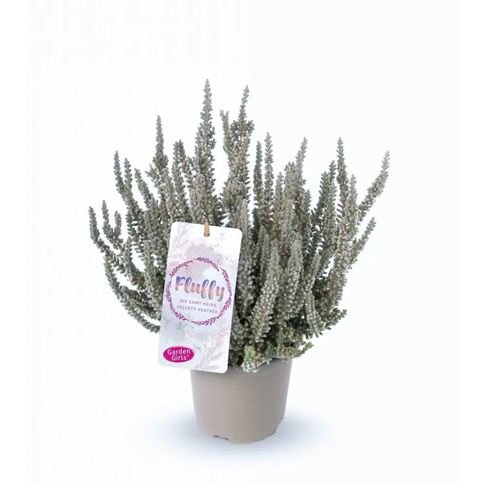 Вереск Флаффи — компактный кустарник для ландшафтного дизайна 89389752 Santreyd STLM-1584007