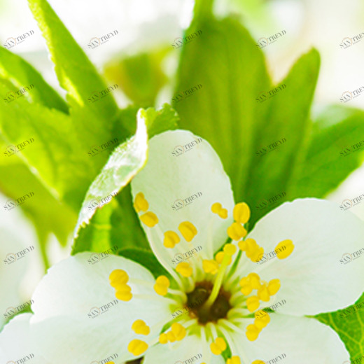 C1-291 Фотообои DIVINO Collection C 2.7х1 м C1291