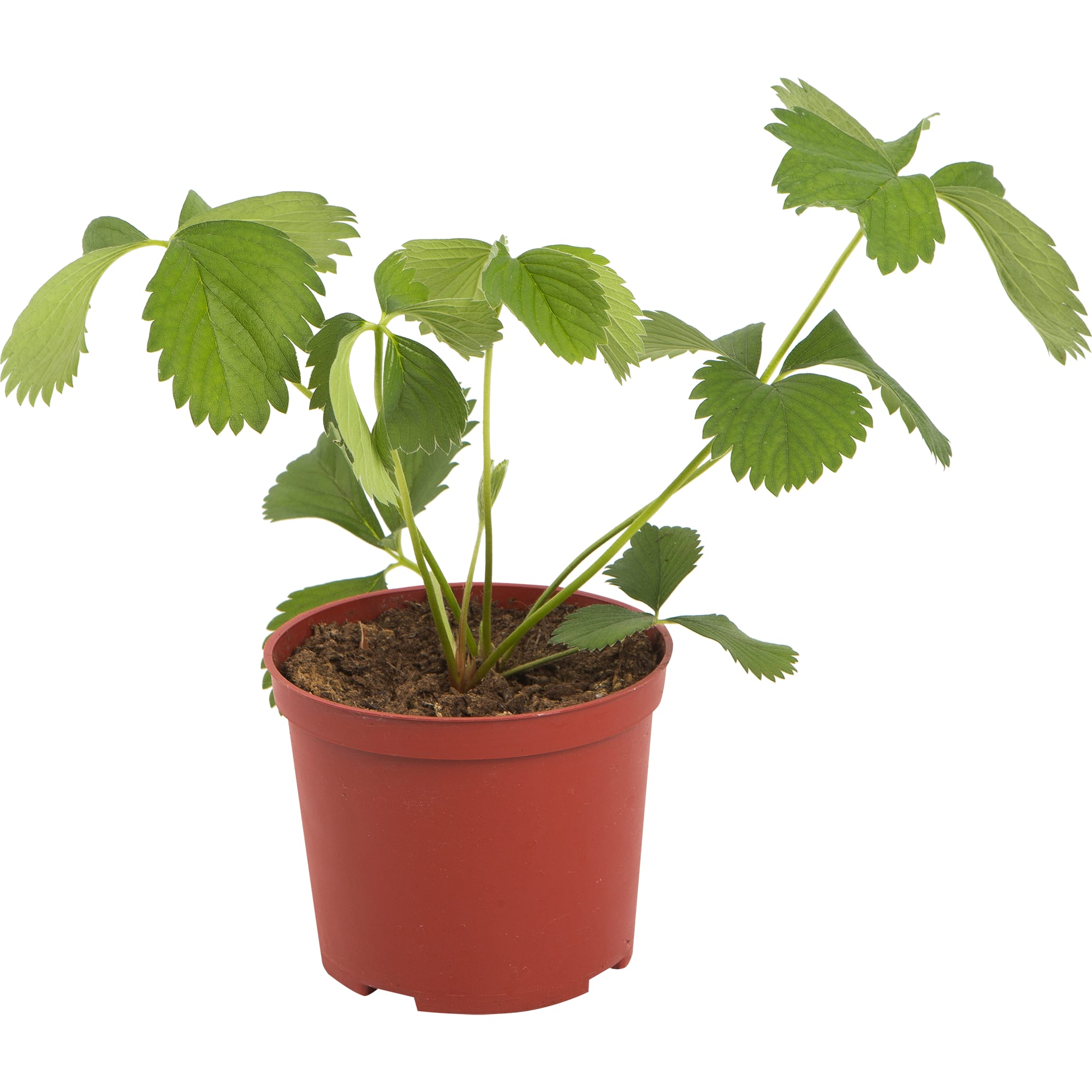 82625836 Земляника микс 14x18 см Santreyd 