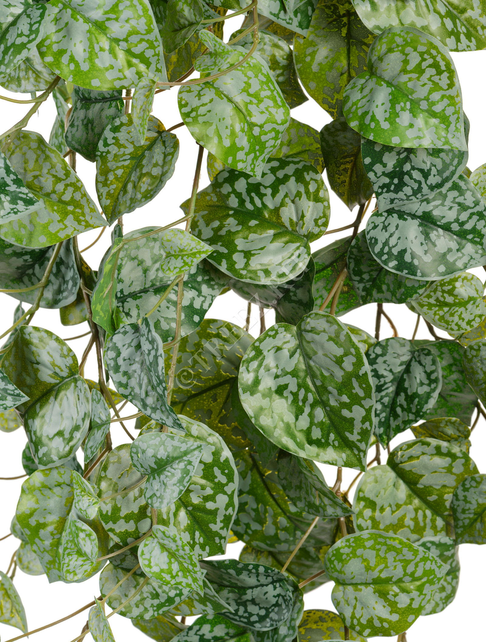 20.05190263GG-S Сциндапсус Пиктус серебристо-зелёный Цветочная коллекция  - Вид №1