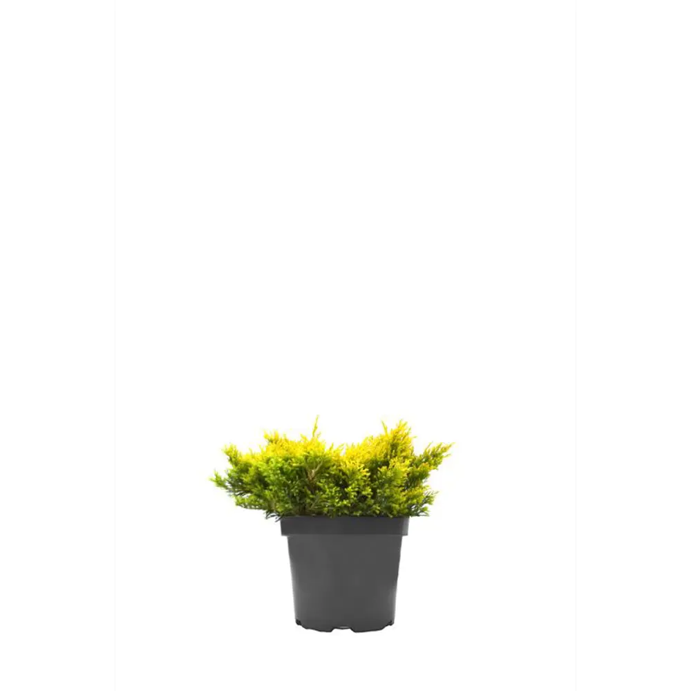 Можжевельник горизонтальный Лаймглоу ø19 h20 см 89465450 STLM-2160362 PLANTMARKET  - Вид №1