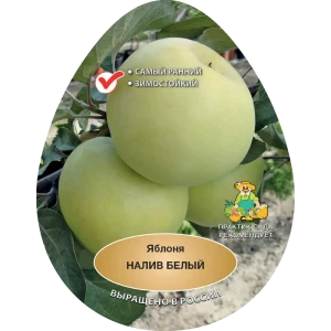Яблоня Налив белый h200 см Поиск Инвест 84399300 STLM-2026570