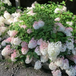 Гортензия метельчатая Строберри Блоссом - саженец с ароматными цветами 89421408