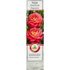 Роза флорибунда Мидсаммэ h37 см 83786591 STLM-2147030