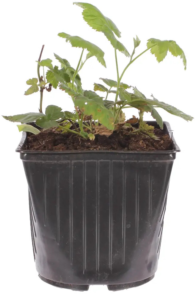 Santreyd Ежемалина Логанберри - уникальный гибрид с ежевичным вкусом 81954917