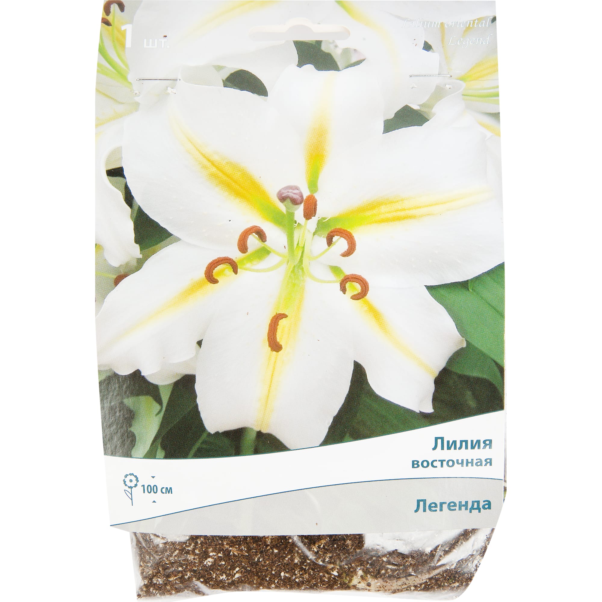 82319569 Лилия восточная «Легенда», размер луковицы 14/16 Santreyd 