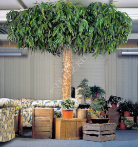 10.36110N Лонгифолия широколистная плаза 300 см Цветочная коллекция