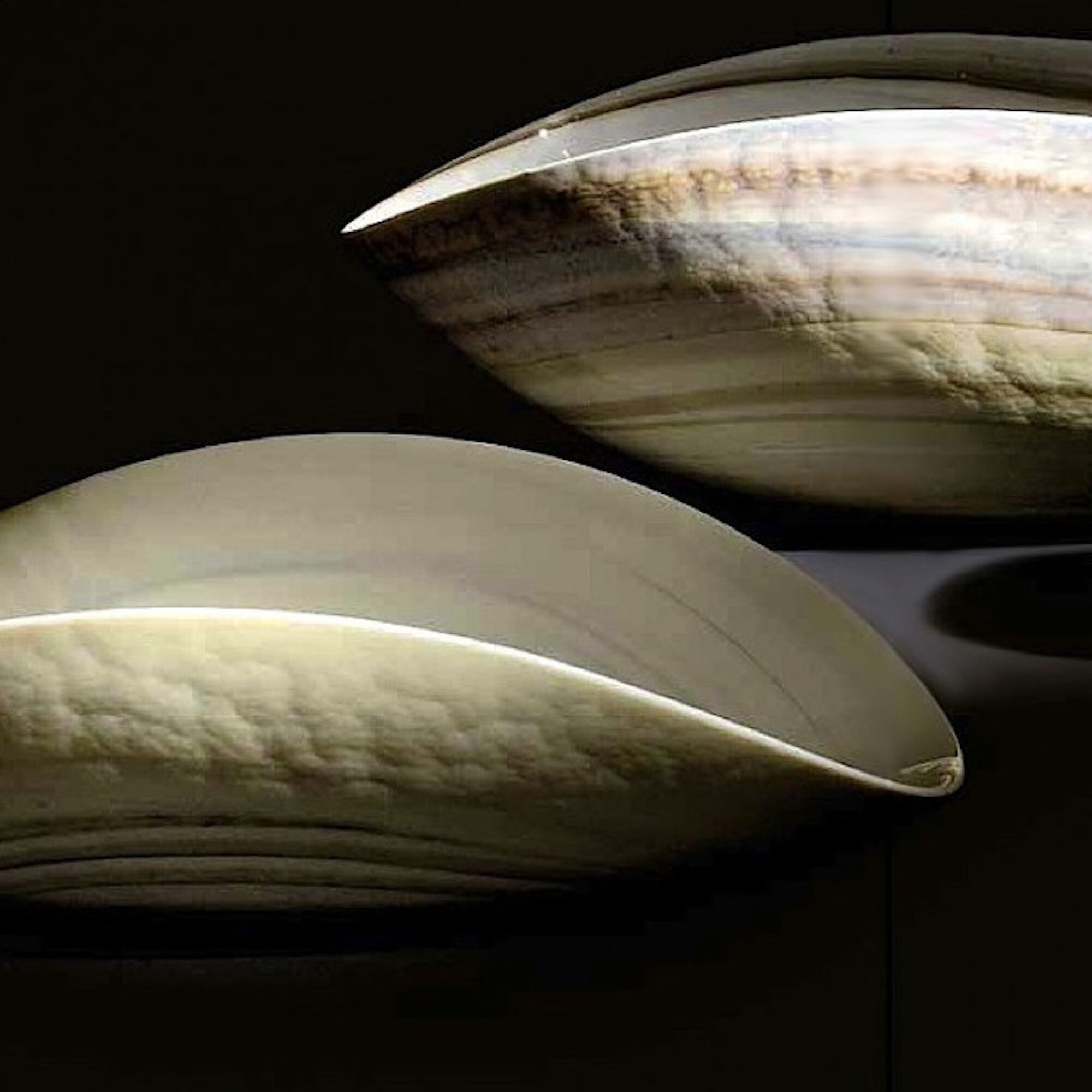 Центральные элементы из муранского стекла ручной работы YourMurano Shell ARCH-00067229 - Вид №1