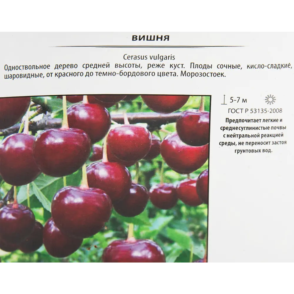 Вишня Любская Santreyd - саженец для богатого урожая 82585393 STLM-0030727 - Вид №1