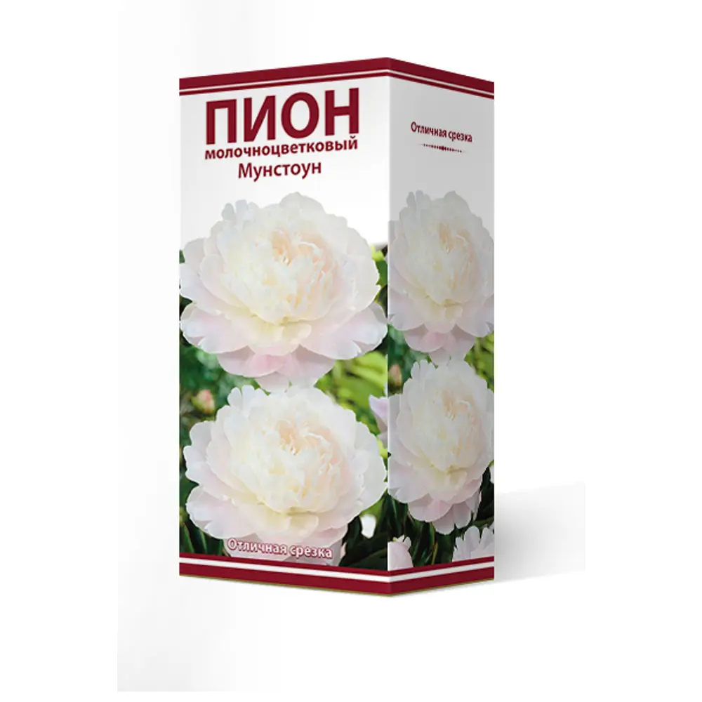 Пион молочноцветковый травянистый Мунстоун, 88659245 STLM-2184787 ПОИСК 