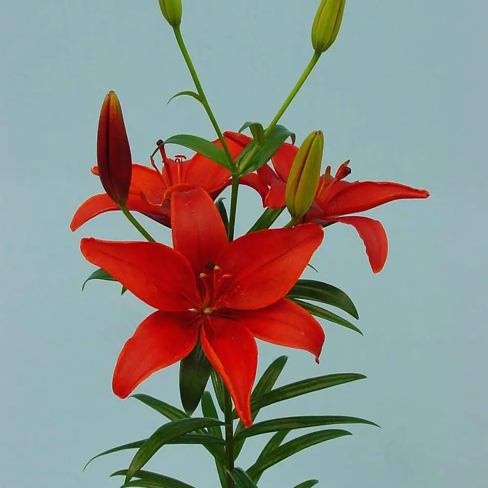 Лилия «Monte Negro», 12х14 см GEOLIA STLM-2086160