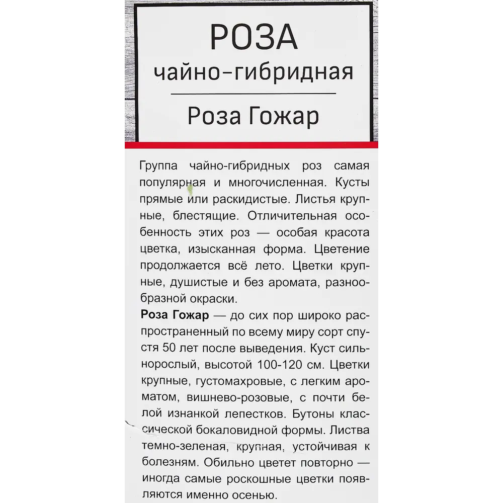 Розы чайно-гибридные «Роза Гожар» 18348064 STLM-2114019 Santreyd  - Вид №1