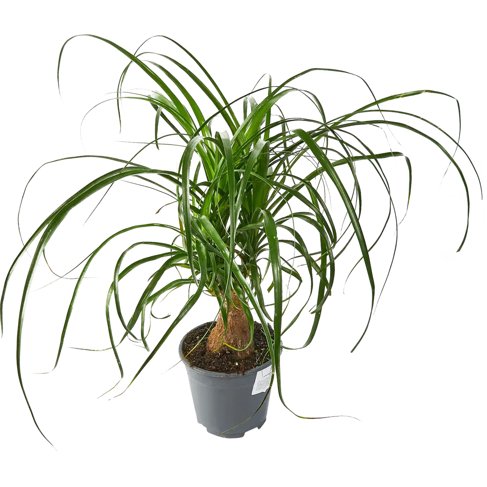 Santreyd Нолина Бокарнея — изящный суккулент с бутылочным стволом 85324955 STLM-0061520 - Вид №1