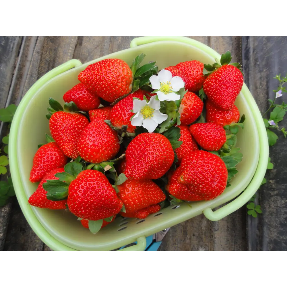 Земляника садовая «Дарселект» 9x15 см 82625403 STLM-2004119 PLANTMARKET  - Вид №2