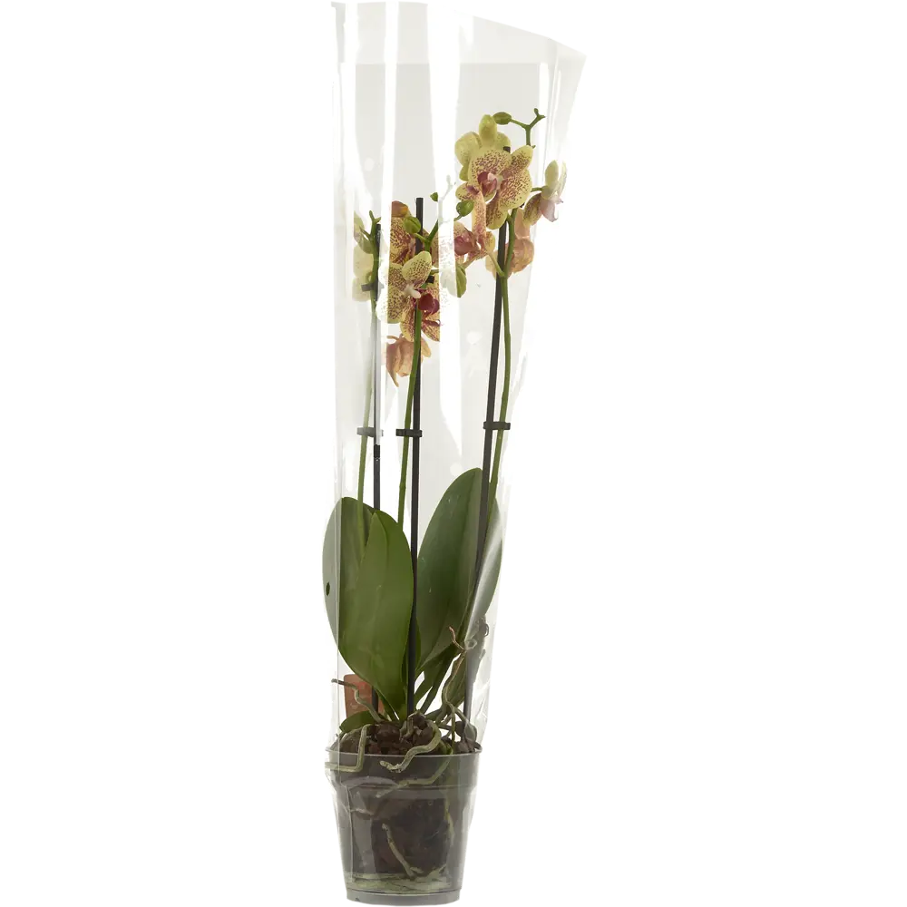 Santreyd Орхидея Фаленопсис - изящные цветки-бабочки для дома 82450358 STLM-0027414 - Вид №2