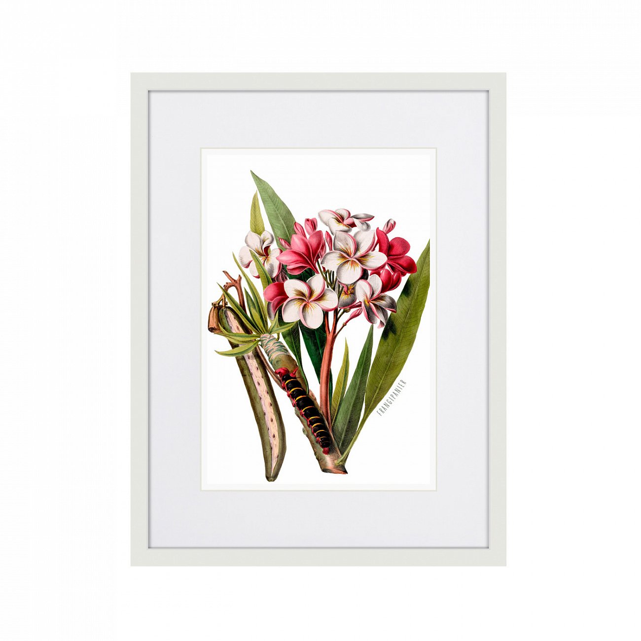 Картина: Caribian Flora Pink Plumeria Flower Branch, 1740г. КАРТИНЫ В КВАРТИРУ  264451 Разноцветный  - Вид №1