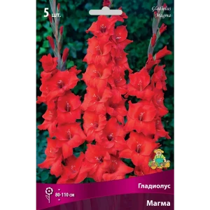 Гладиолусы крупноцветковые Магма 12/14, 5 шт 82530159 STLM-2200911