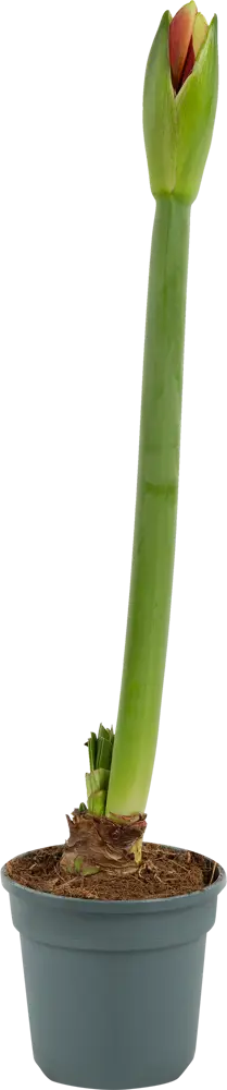 Гиппеаструм Santreyd - цветущая стрелка с 2-6 колокольчиками 82579974