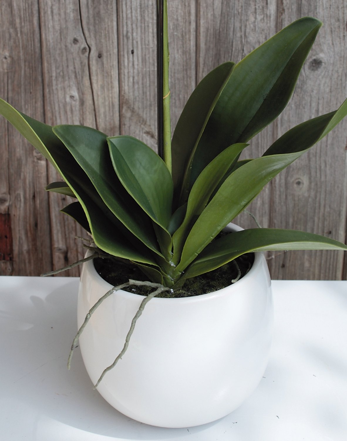 2604 778 a3 Искусственная орхидея Phalaenopsis, 2-х кратная, в керамическом горшке, 100 см, real touch, бежево-белая H-andreas  - Вид №3