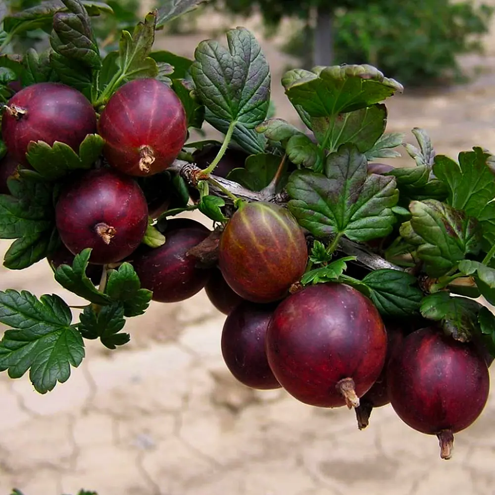 Крыжовник Командор от Santreyd - сильнорослый саженец с темно-красными ягодами 84347432 STLM-0048732