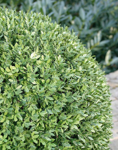 4977 883 a3 Мяч из искусственного самшита, синтетический материал, Ø 50 см, зеленый H-andreas