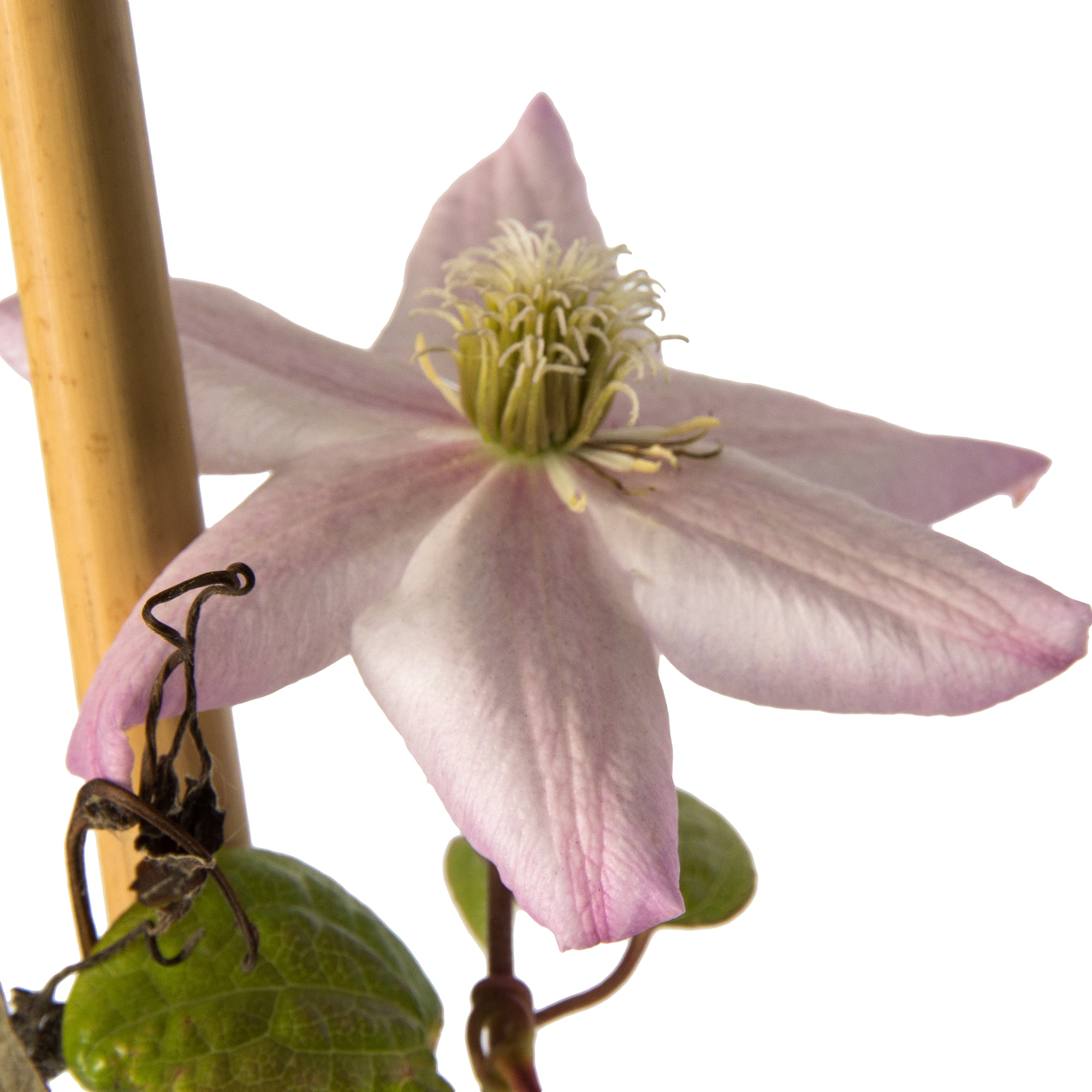 82219456 Клематис крупноцветковый «Инносент Блаш» 2 л h20 см Santreyd  - Вид №2