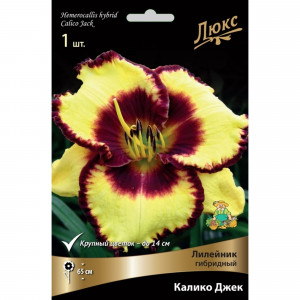 83597592 Лилейник гибридный Калико Джек луковица I