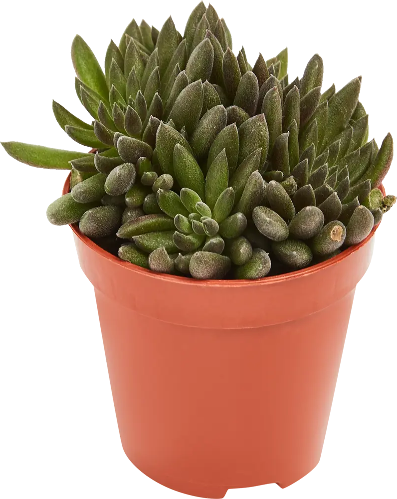 Santreyd Сцинокрассула микс — компактный суккулент для интерьера 85062789