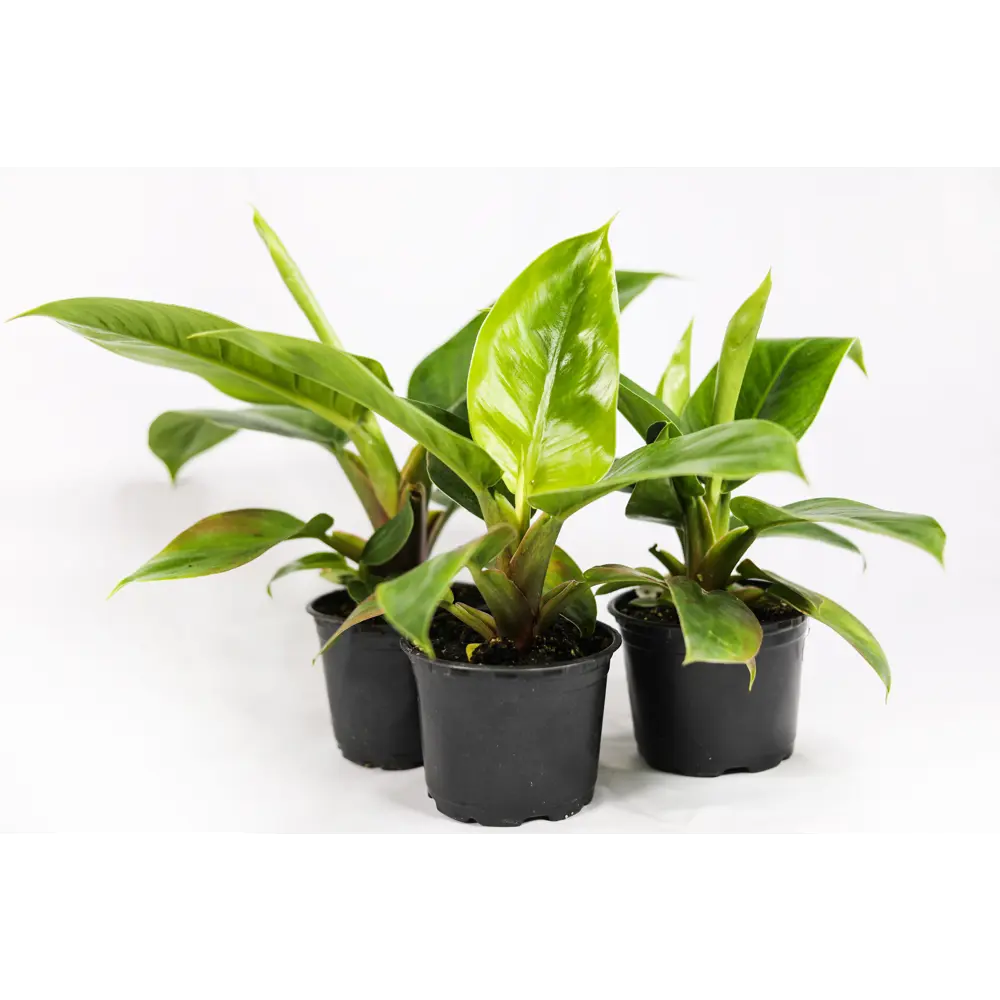 Santreyd Филодендрон Silver Sword с серебристыми листьями 89351066 STLM-0953990 - Вид №1