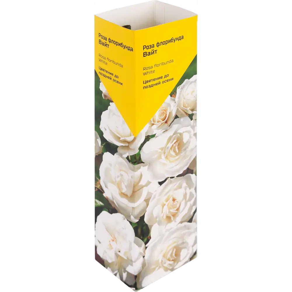 Роза«Флорибунда» эконом, в ассортименте 82009451 STLM-2202469 Santreyd 