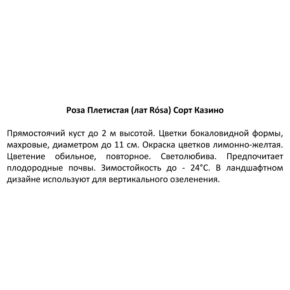 Роза плетистая Казино ø15 h30 см 85589104 STLM-2084952 Santreyd  - Вид №3