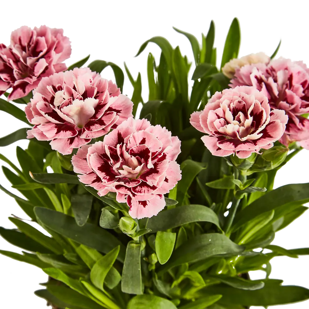 Гвоздика микс ø9 h15-25 см 85324994 STLM-2192961 Santreyd  - Вид №3