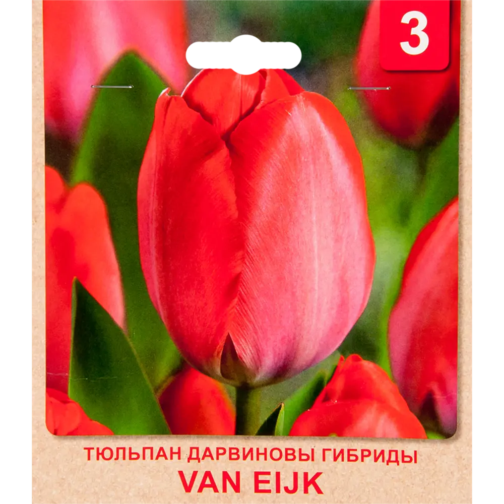 Тюльпан «Van Eijk» размер луковицы 10/11, 3 шт. 82365333 STLM-2080174 Santreyd 
