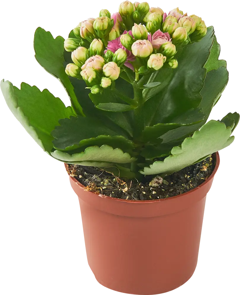 Santreyd Каланхоэ Блоссфельда - цветущий суккулент с глянцевой листвой 86720739