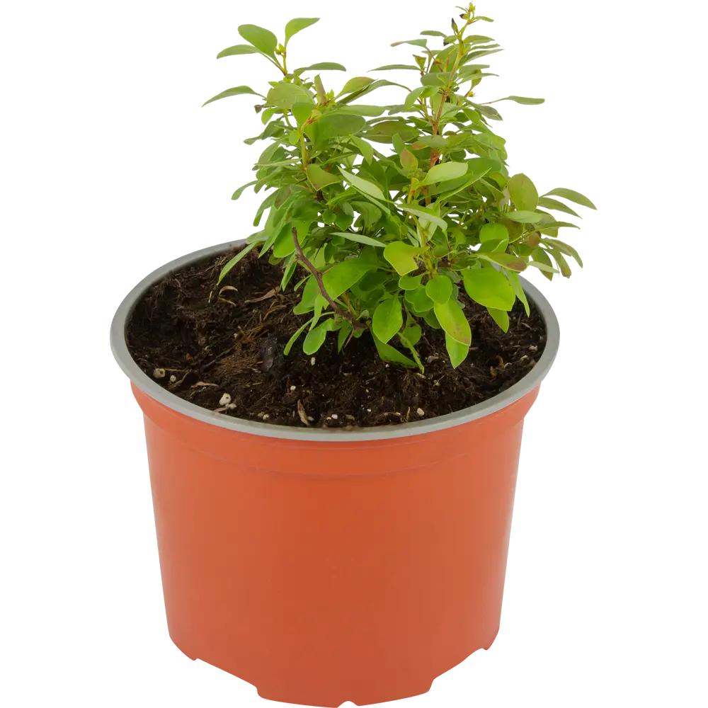 Барбарис Тунберга Коралл Santreyd - карликовый кустарник с оранжево-красной листвой 85325449 STLM-0061593 - Вид №1