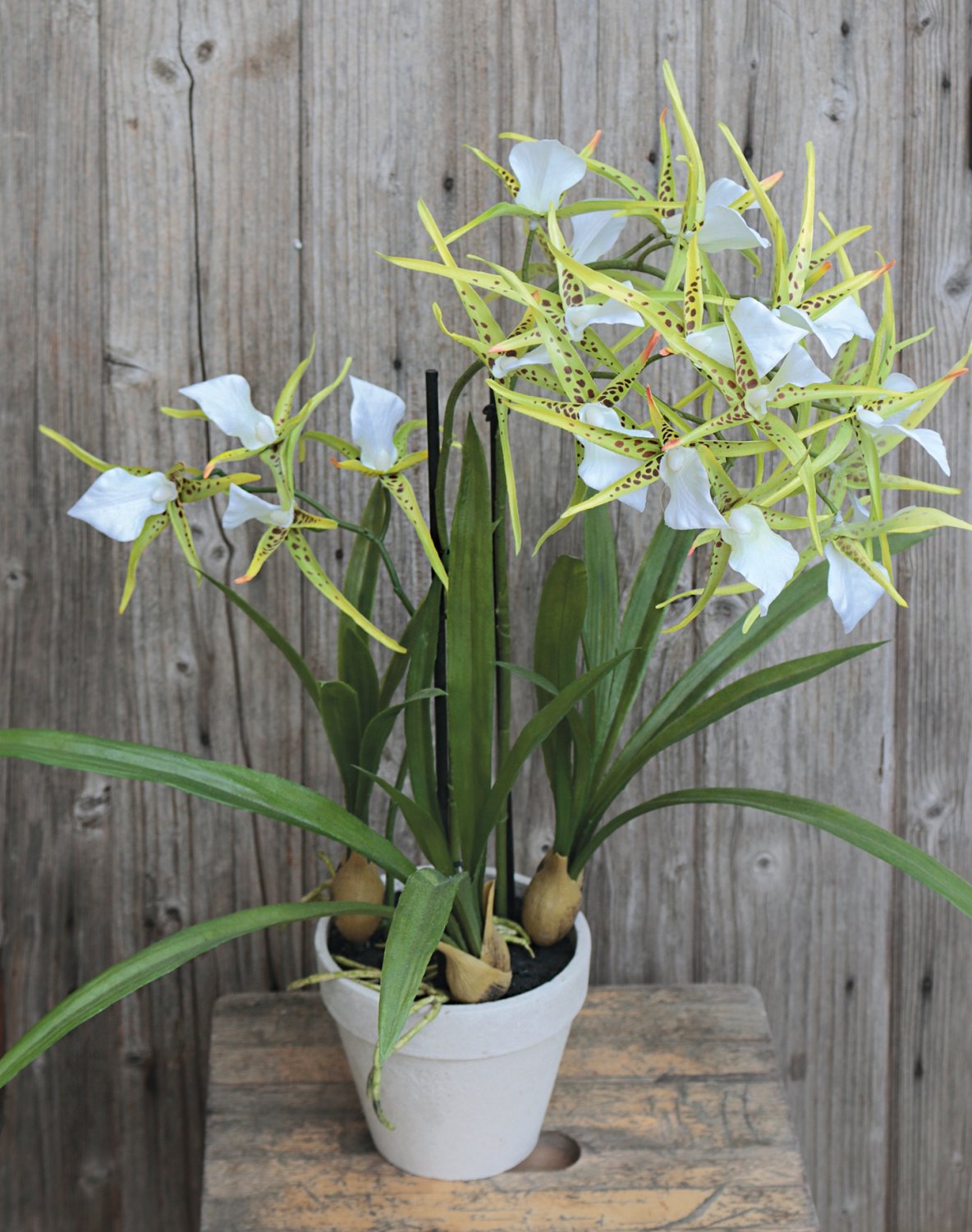 2529 788 a3 Искусственная орхидея паук (brassia), горшечная, 50 см, бежево-зеленая H-andreas  - Вид №2