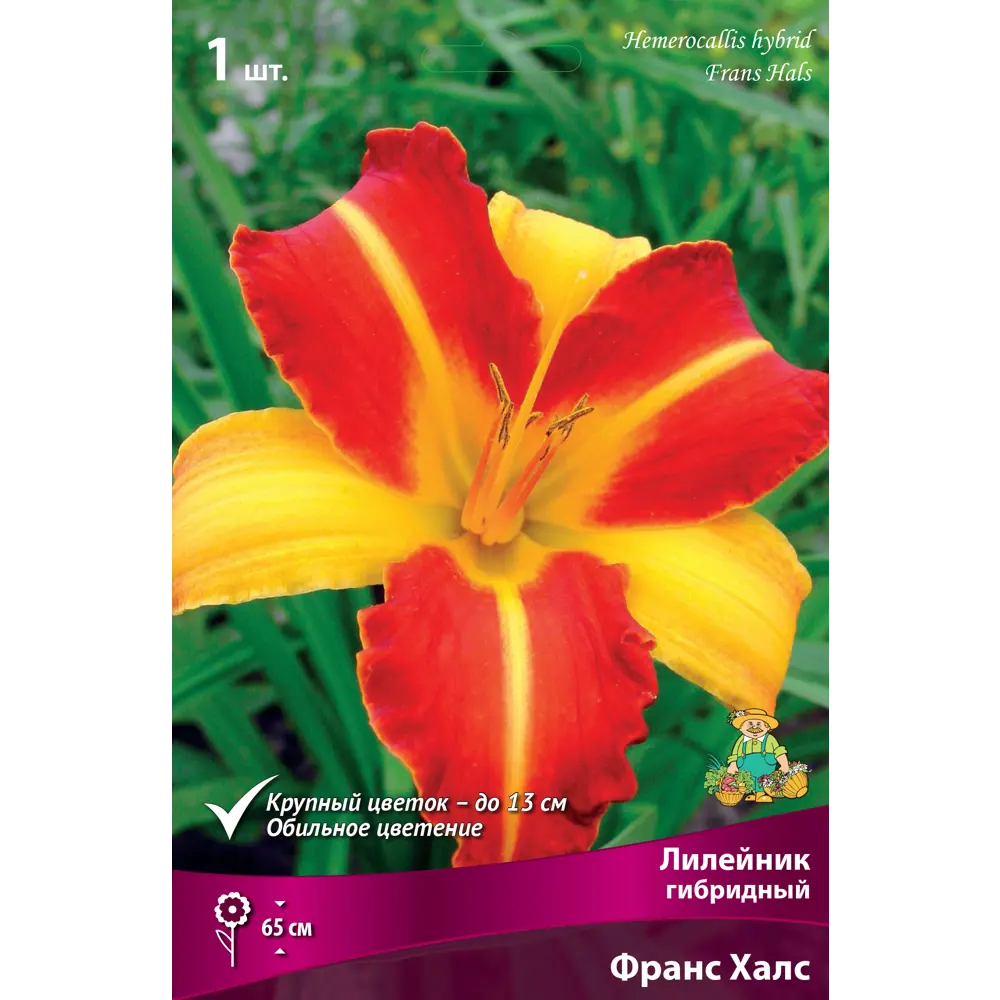 Лилейник гибридный Франс Халс 82530245 STLM-2114969 Santreyd 